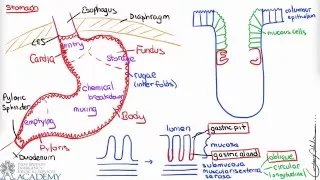 Stomach & Gastric Secretion