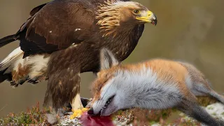 Eagle chasing and hunting Fox on meadow