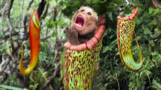 Plant Shows The Monkey Who’s The Boss