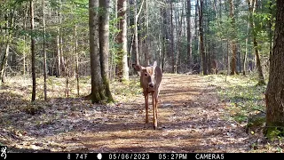 May 2023 trail cam highlights. Part 1