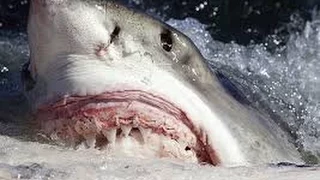 Hunting A Great White Shark on Assassin's Creed IV Black Flag