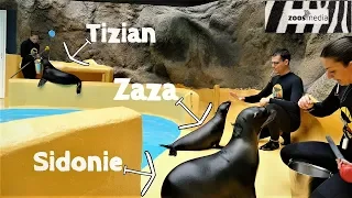 TRAINING with 3 cute SEA LION babies 😍 at LORO PARQUE | zoos.media