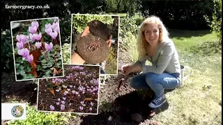 How to grow Cyclamen (bulbs/tubers) - FarmerGracy.co.uk