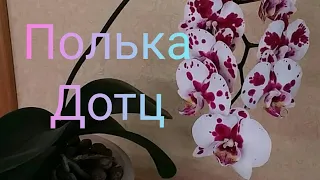 05.03.22.ОРХИДЕЯ Полька Дотц с длинными корнями. пересадка.