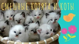 Смешные котята и коты