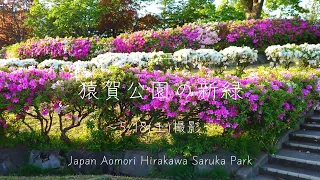 青森県平川市 猿賀公園の新緑【2024年5月18日撮影】