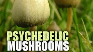 top 5 UK wild Magic mushrooms 🍄#magicmushrooms #UK #foraging #psychedelic