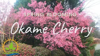 The GOAT of Spring Blooming Trees 🐐 Okame Cherry | Plant Spotlight