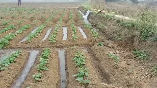 আলু 🥔 জমিতে জল দেওয়া হচ্ছে ।