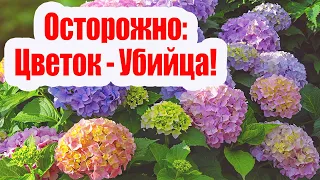 Растение - убийца! Чем опасна гортензия?