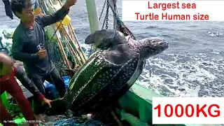 Rescued 1000kg Struggling Sea Turtle - Saved from Fishing Net in India - big one almost Human Size