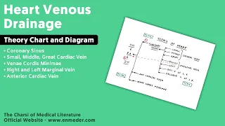 Heart Venous Drainage | Part 1 | Coronary Sinus | Thorax Anatomy