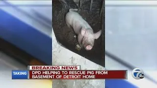 Large pig found in Detroit basement