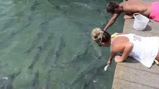 Sexy girl in yellow bikini gets hand bitten by a huge giant Tarpon at Robbies