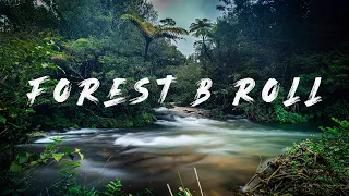 Forest B - Roll / Cinematic Forest