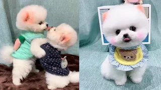 Cute and Funny Pomeranian Videos 95 #Shorts