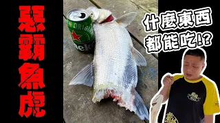 魚虎系列｜日月潭夜釣魚虎/鐵鉤都扛不住