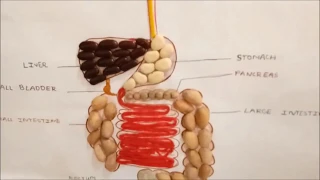 Digestive system home made project (model) from grocery items.....