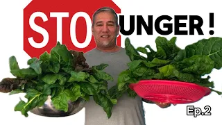 Feed your family year-round, swiss chard Ep.2