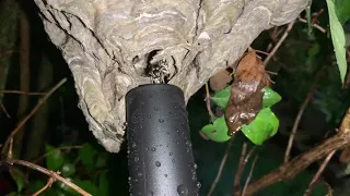 Two Bald Faced Hornet Nest Removal I Vacuumed one