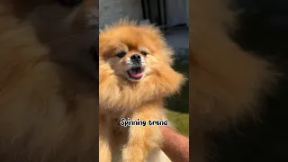 🥰 My Spinning Trend💥🌀 #pomeranian #funnydogs #shorts