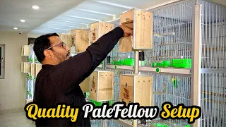 Visit Birds Breeding Setup In Lahore | PaleFellow Working | LoveBirds Business Idea | Home Business