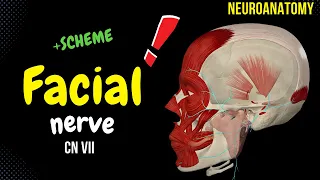 CN 7: Facial Nerve (Scheme, Pathway, Clinical Relevance) | Neuroanatomy