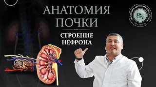 Почка. Анатомия почки. Строение нефрона / Kidney anatomy. Nephron structure