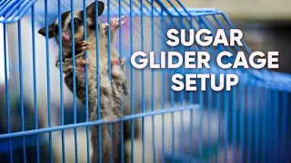 Set Up Your Sugar Glider Cage With Us | How to Set Up Sugar Glider Cage