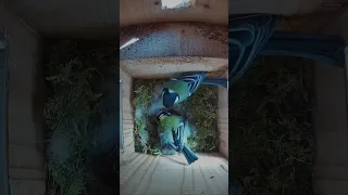 Great tit  parents doing a great job