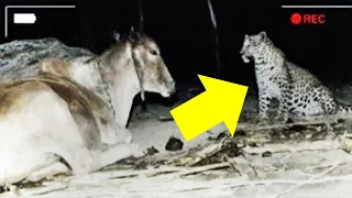 Farmer set up a camera to see why leopard visits his cow every night
