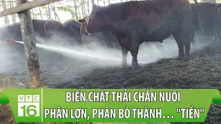 Biến chất thải chăn nuôi phân lợn, phân bò thành… "tiền" | Nông nghiệp xanh | VTC16