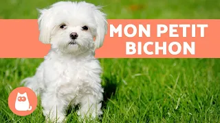 Bichon Maltais - Caractère, soins, éducation