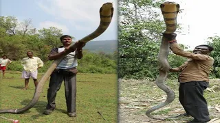 "King cobra" world's longest venomous snake | Biggest king cobra ever | qt facts
