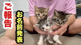 赤ちゃん保護子猫のお名前発表します（仮）