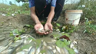 amazing fishing a fisherman skill catch fish a lots in field by best hand this time