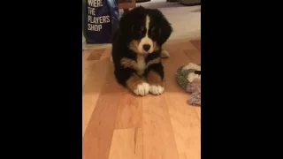 Bernese Mountain Dog First Bone - PART 1