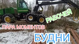 Просто видео. Лес.