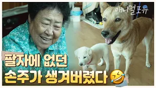 밖에서 비 맞는 강아지가 안쓰러워 집안으로 들인 할머니 🐶 “팔자에 없던 손주가 생겨부렀으~” | KBS 남도 지오그래피 230828 방송