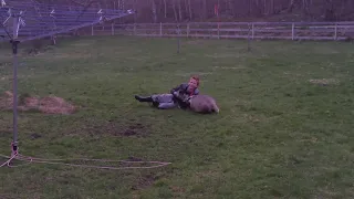 Kid plays with a Badger