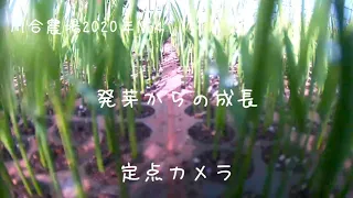 水稲育苗から田植えまで 川合農場2020年No4