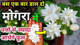 बस एक बार डालें, मोगरा में पत्तों से ज्यादा आयेंगे फूल.Mogra plant care & Fertilizer.मोगरा. MOGRA.