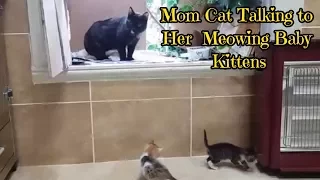 Mom Cat Talking to her Meowing Baby Kittens