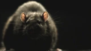 IDFA 2016 | Trailer | Rats