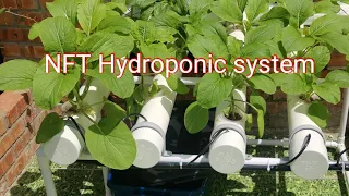 How to make cheap Nutrient film technique (NFT) Hydroponic growing system for bigenners 2021