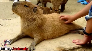 A Cute and Funny Animals Videos Compilation 2017