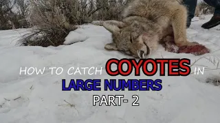 HOW TO CATCH COYOTES IN LARGE NUMBERS Part-2