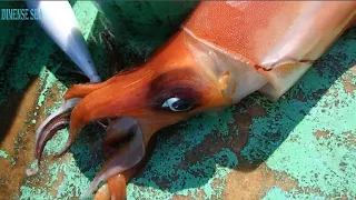 Professional Giant Squid Fishing Skills   Catching and Processing Squid at Sea