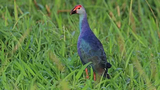 (SWAMPHEN BIRD) SOUND/CALL @hmetv5490