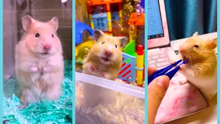 Funny and Cute Hamster Videos Compilation - Funniest Hamsters Of All Time 2022 - #23